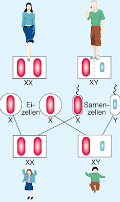 Geschlechtsbestimmung: Grafik