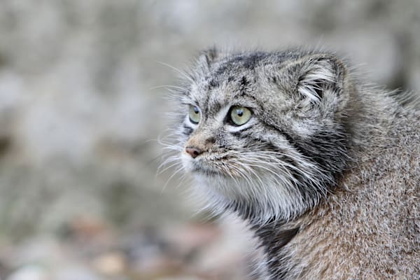 Manul