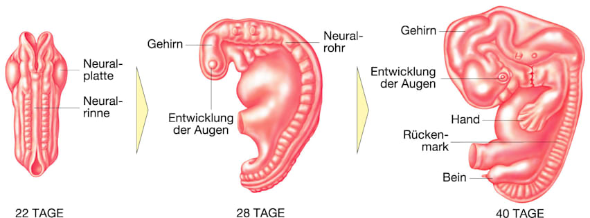 Entwicklung von Gehirn und Rückenmark (Grafik)