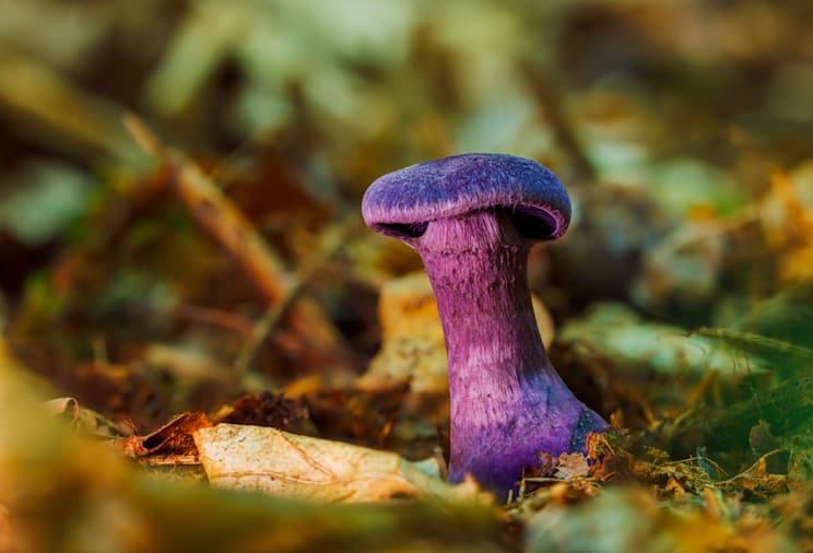 Lacktrichterlinge: Violetter Lacktrichterling