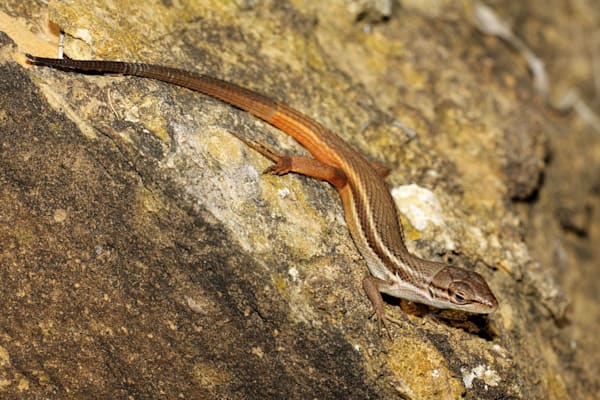 Sandläufer: Algerischer Sandläufer