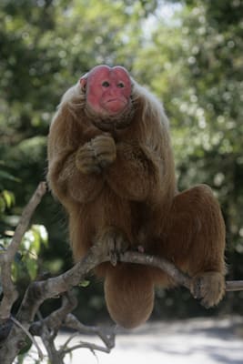 Sakiaffen: Roter Uakari