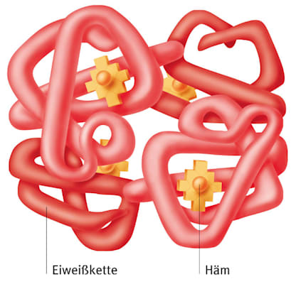 Hämoglobin: Molekülstruktur