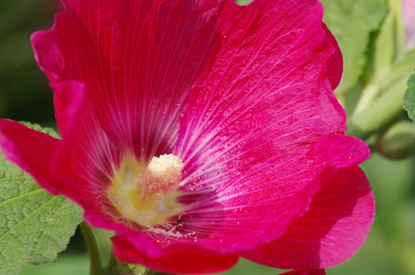 Blütenbestäubung: Stockrose