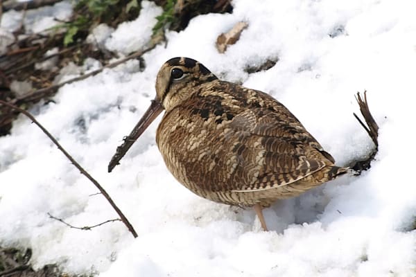 Schnepfen: Waldschnepfe