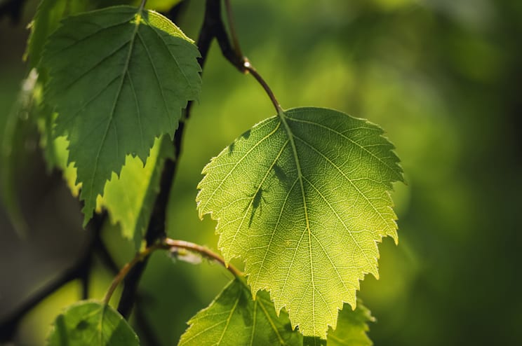 Chlorophyll