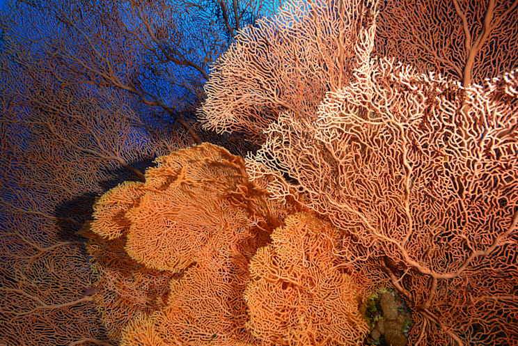 Hornkorallen