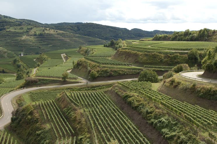 Kaiserstuhl: Weinbau