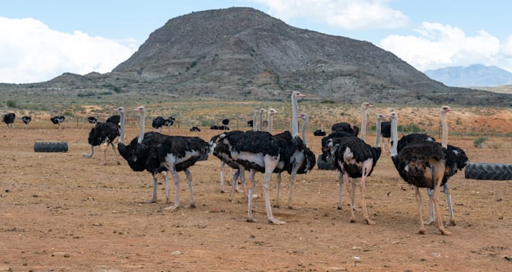 Oudtshoorn: Straußenfarm