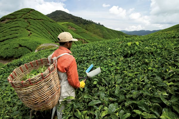 Pahang: Teeplantage