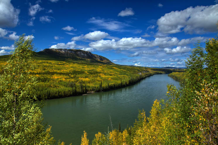 Liard: Pappeln säumen den Fluss