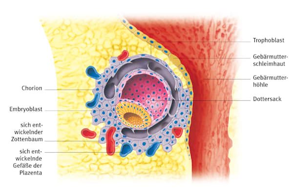 Plazentabildung