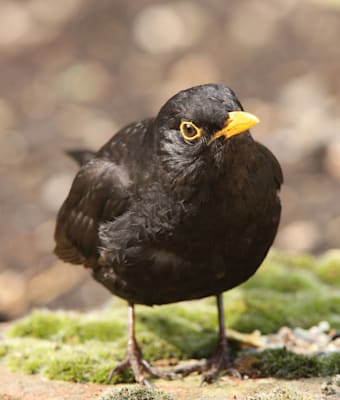 Amsel: Männchen