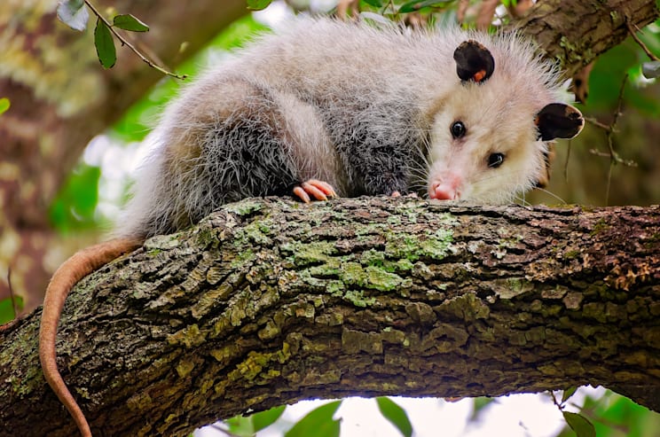 Opossums: Südliches Opossum