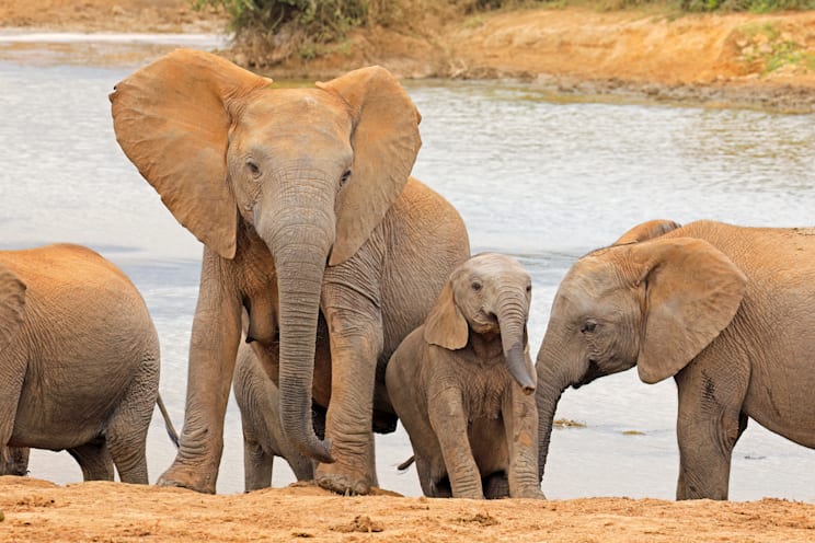 Elefanten: Addo-Elefanten-Nationalpark