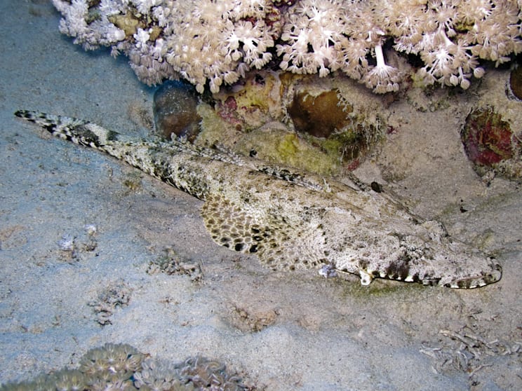 Farbanpassung: Teppichkrokodilfisch