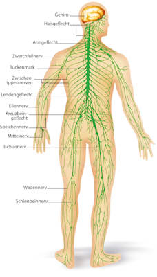 Nervensystem