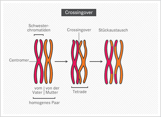 Crossing-over