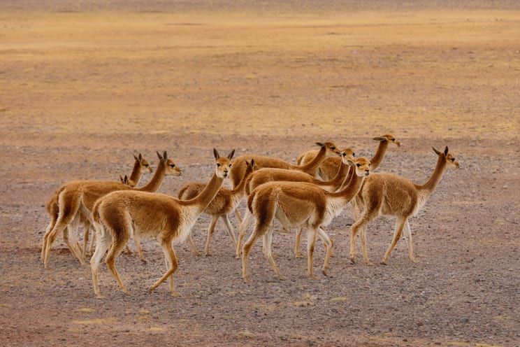 Kamelartige: Vikunja