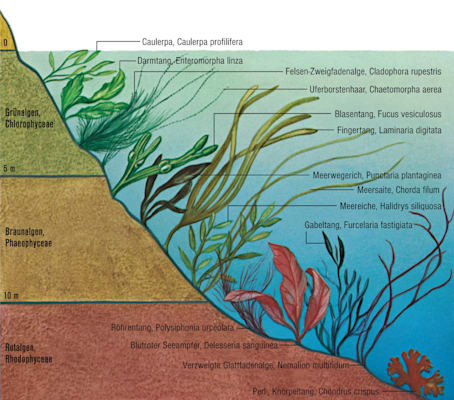 Algen: Vegetationsprofil