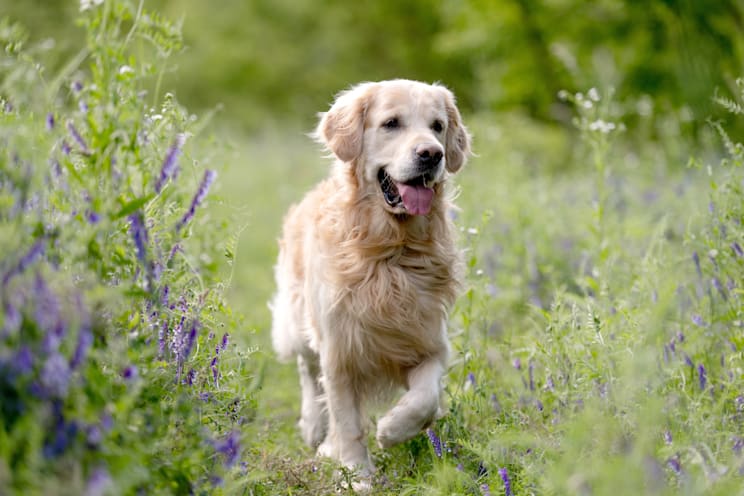 Retriever: Golden Retriever