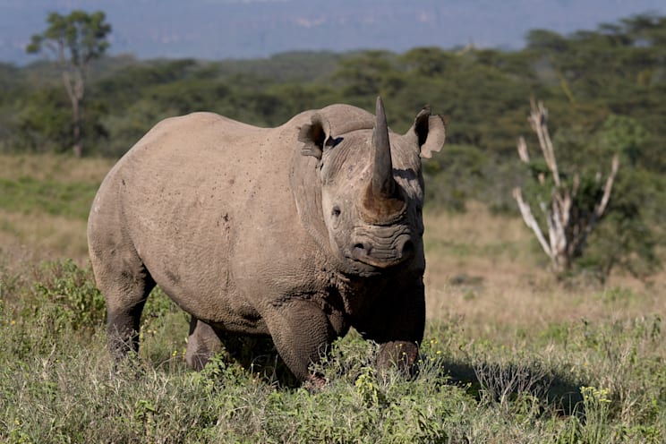 Nashörner: Spitzmaulnashorn