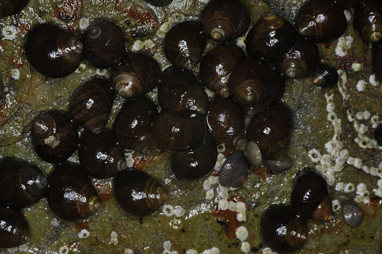 Strandschnecken: Gemeine Strandschnecke
