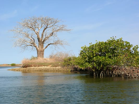 Mangroven im senegalesischen Saloum-Delta