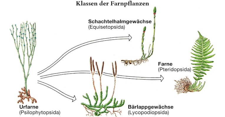 Farnpflanzen: Klassen