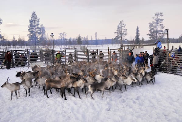 Lappland Rentiere