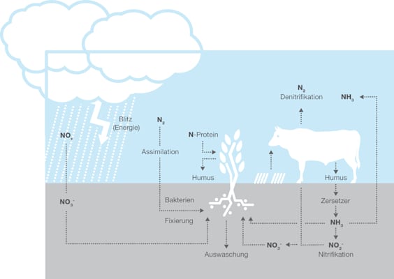 Stickstoffkreislauf