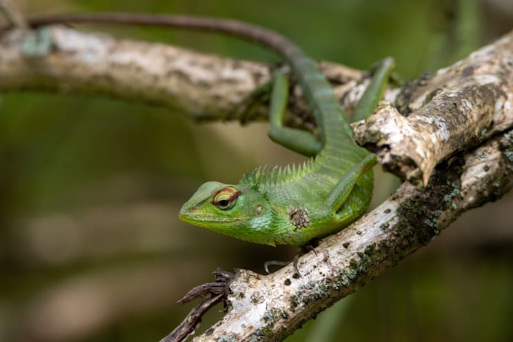 Schönechsen: Sägerückenagame