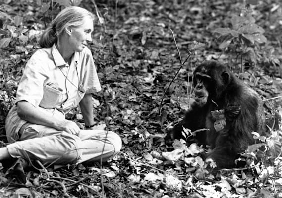 Jane Goodall