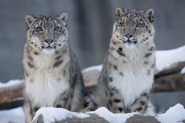 Paar von Schneeleoparden im Nationalpark Nanda Devi