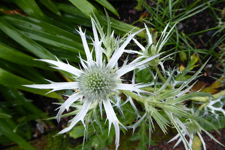 Mannstreu: Elfenbeindistel