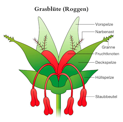 Gräser: Blüte