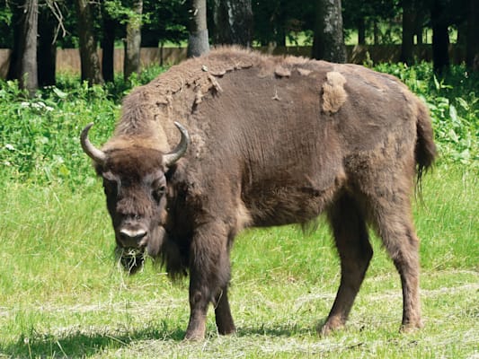 Wisent