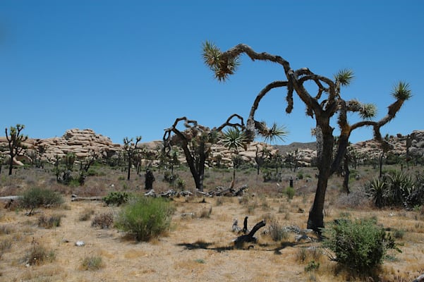 Nordamerika: Joshua Tree National Park