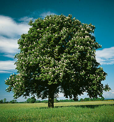 hästkastanjeväxter