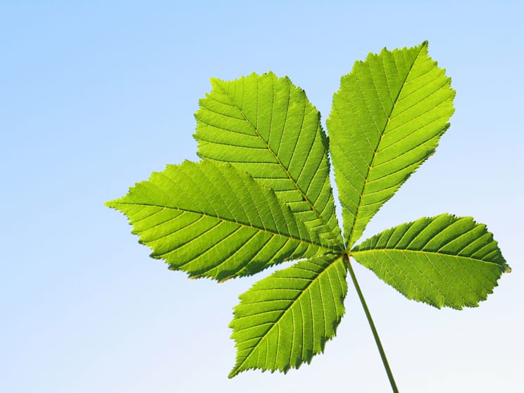 Fiederblatt: fingerförmiges Fiederblatt