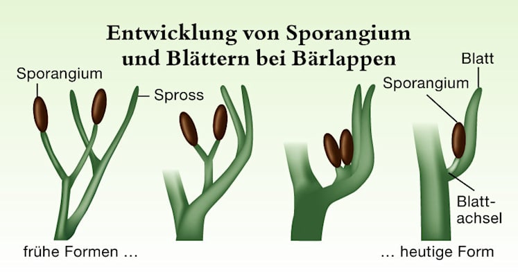 Farnpflanzen: Entwicklung von Sporangium und Blättern bei Bärlappgewächsen