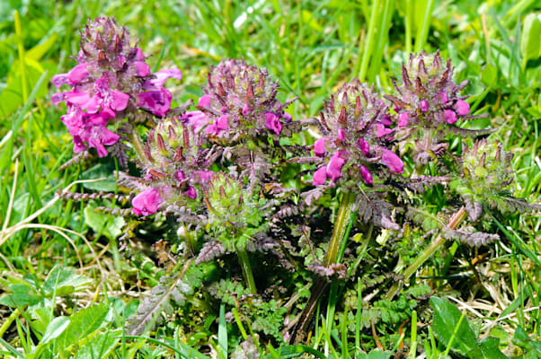 Läusekraut: Quirlblättriges Läusekraut (Pedicularis verticillata)