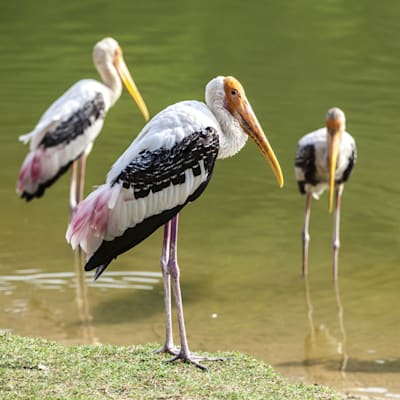 Nimmersatte: Buntstorch