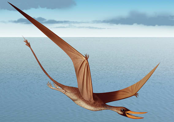 Pterosaurier: Rhamphorhynchus