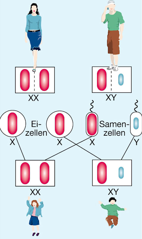 Geschlechtsbestimmung: Grafik