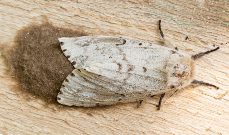 Schwammspinner: Weibchen