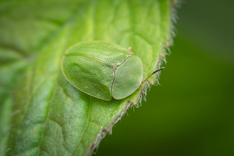 Schildkäfer: Grüner Schildkäfer