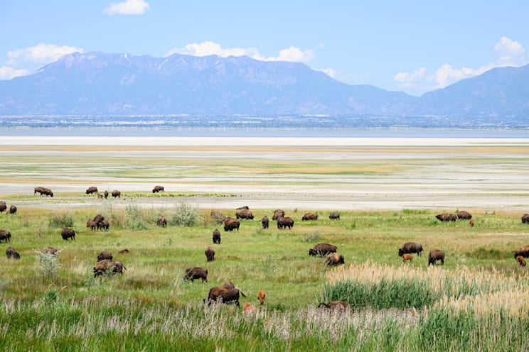 Vereinigte Staaten von Amerika: Antelope Island