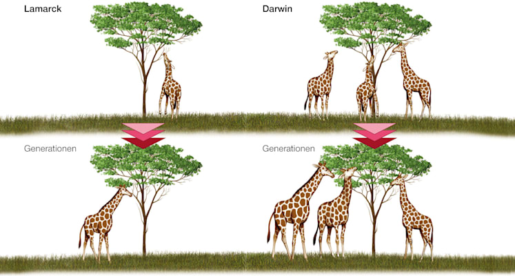 Die Evolutionstheorien Jean-Baptiste Lamarcks und Charles Darwins