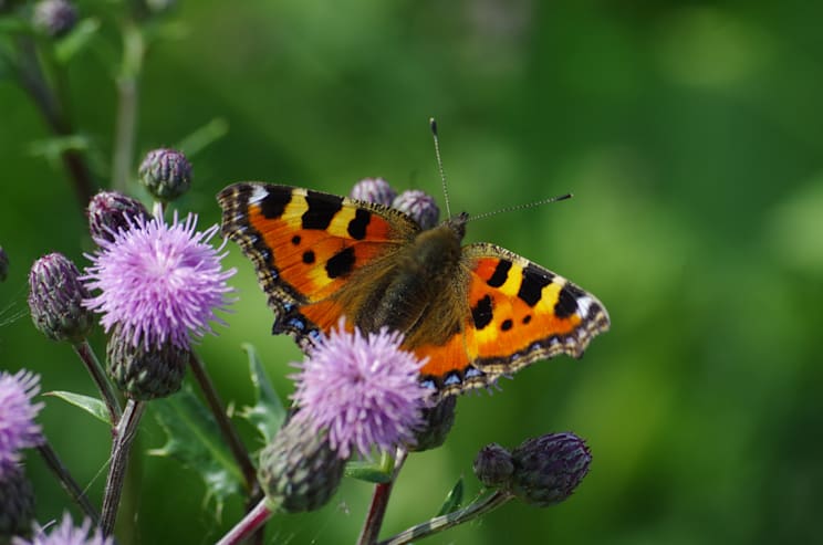 Schmetterlinge: Kleiner Fuchs